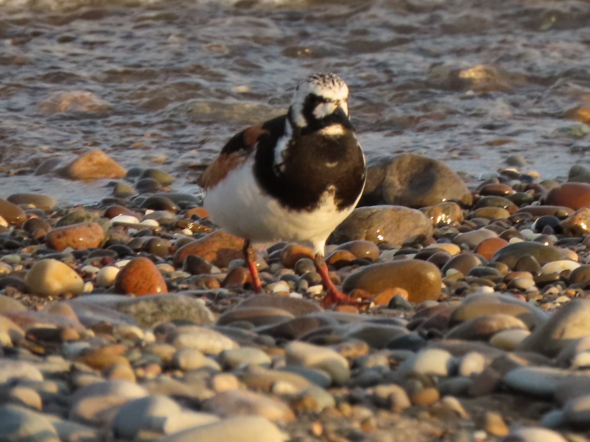 Ruddy Turnstone - ML598739911