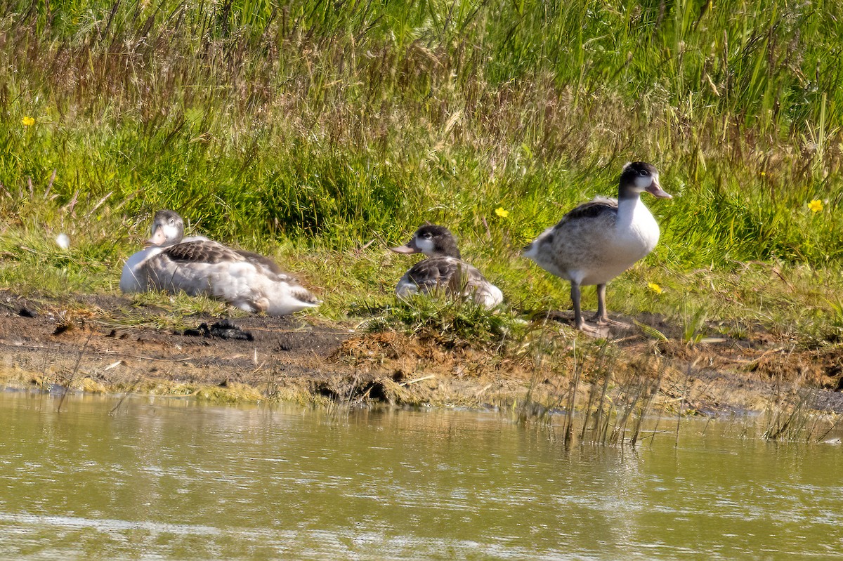 Common Shelduck - ML598741621