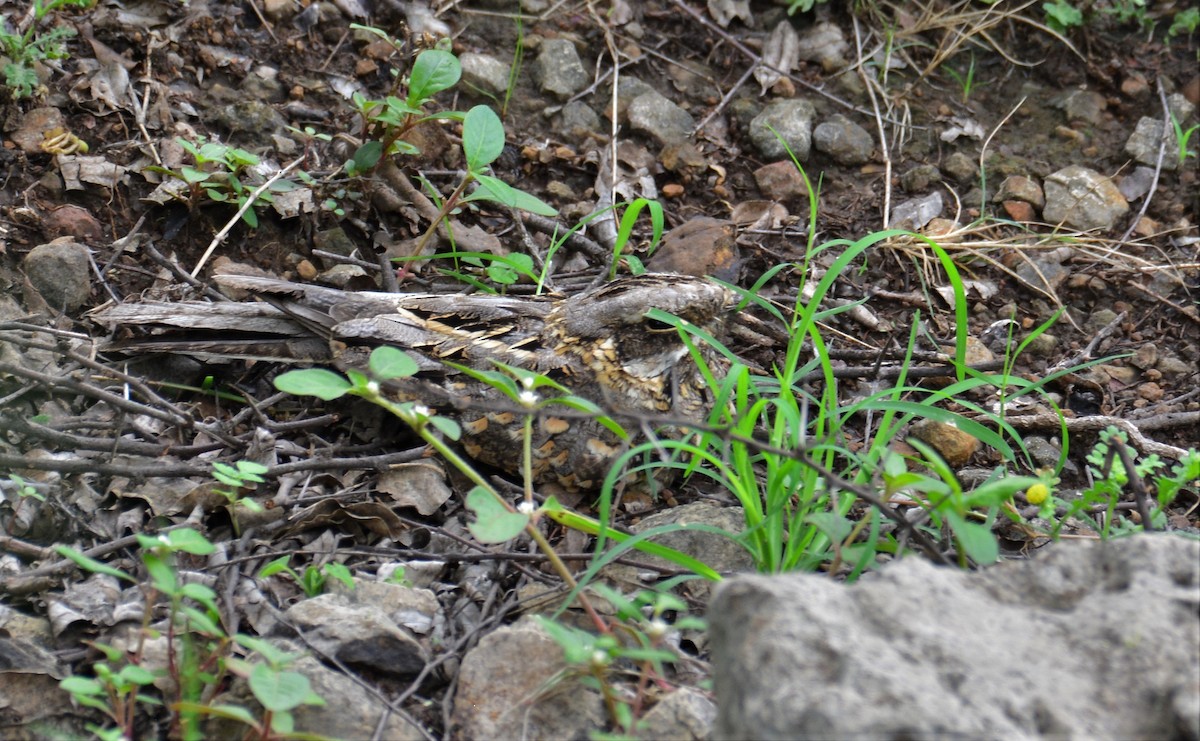 Indian Nightjar - ML598741631