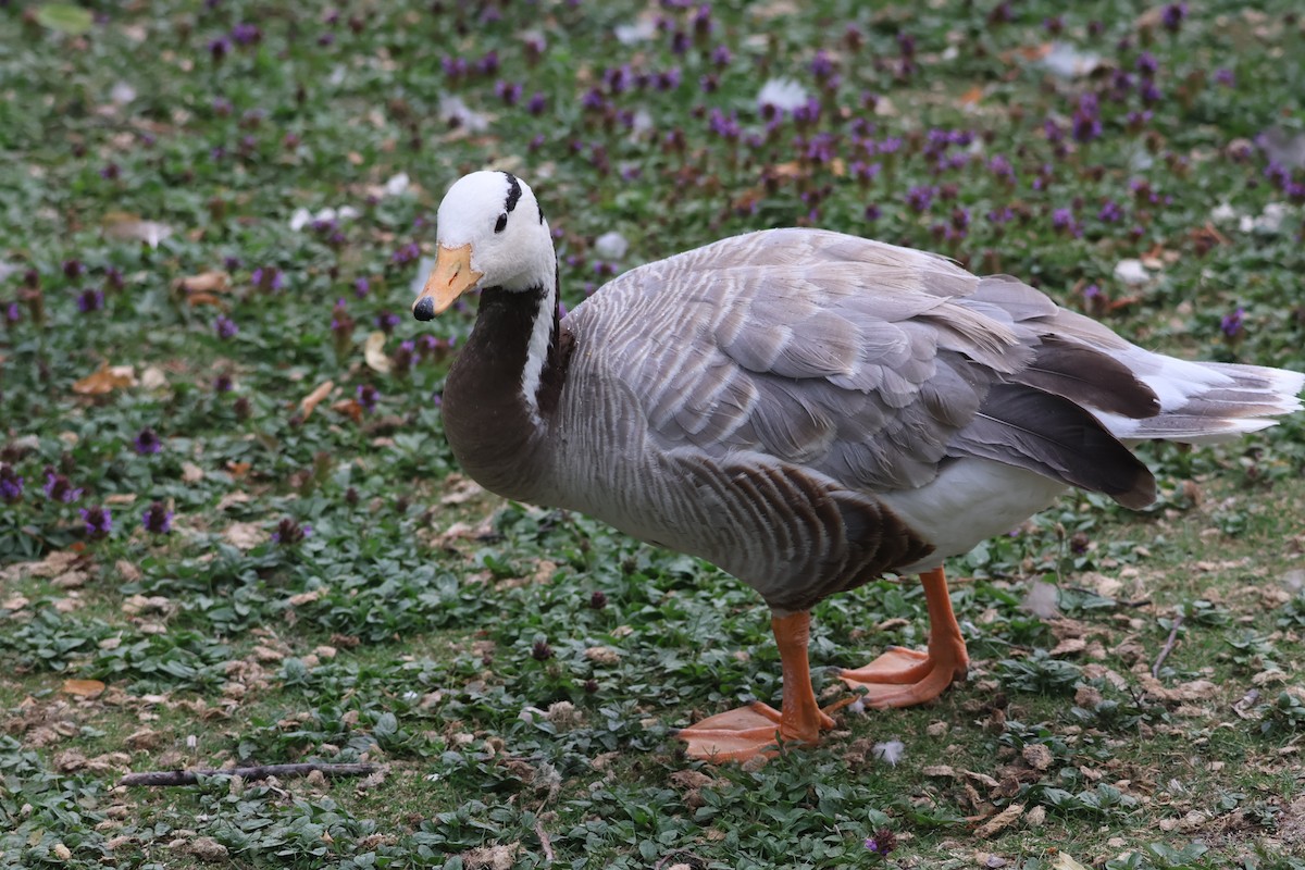 Bar-headed Goose - Mathias Bitter