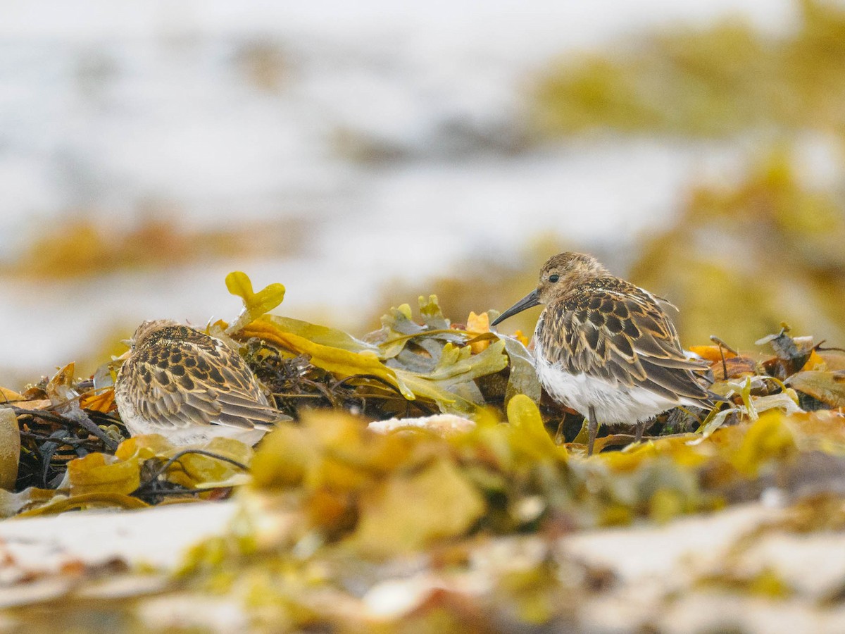 Dunlin - ML598742191