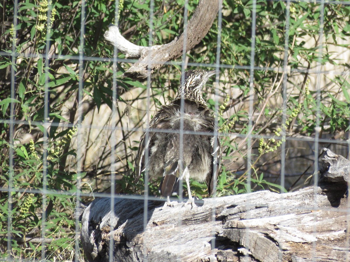 Greater Roadrunner - ML598742401