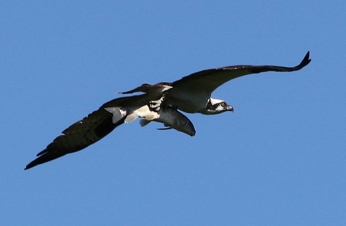 Osprey - Cindy Lupin