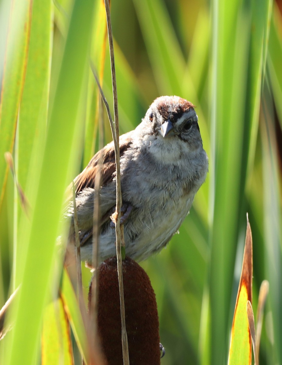 Swamp Sparrow - Cindy Lupin