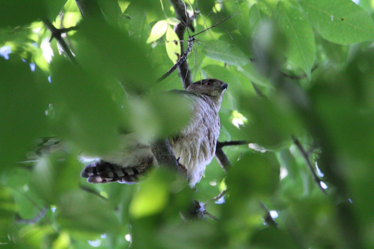 Cooper's Hawk - ML598745711