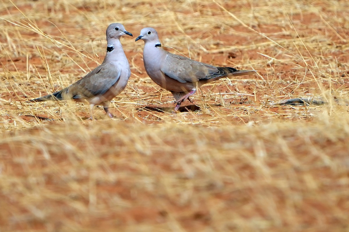 African Collared-Dove - ML598746211