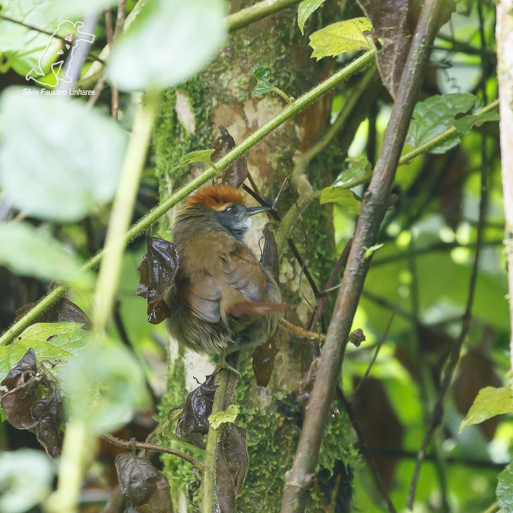 Rufous-capped Spinetail - ML59874641