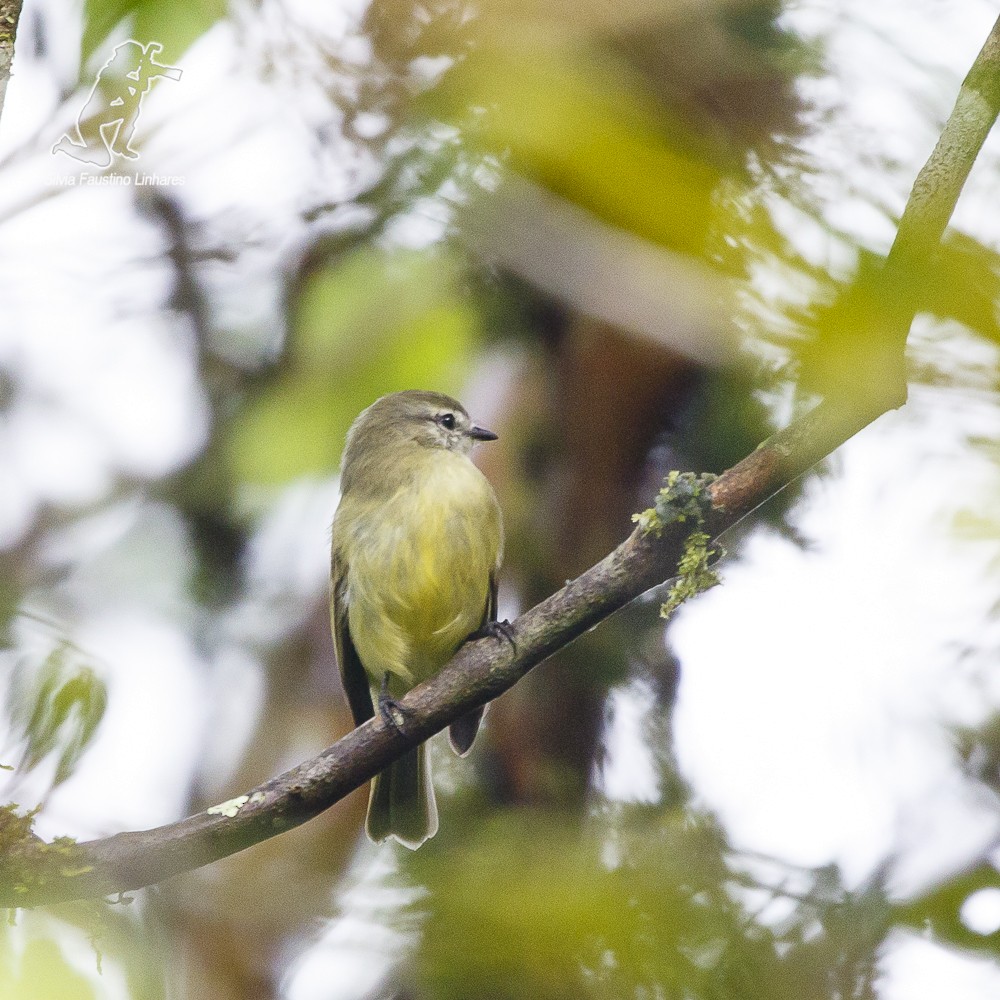 Planalto Tyrannulet - Silvia Faustino Linhares