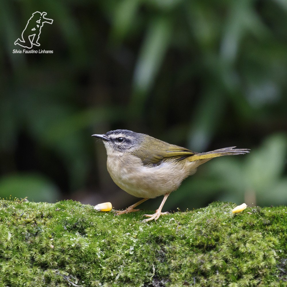 Riverbank Warbler (Southern) - Silvia Faustino Linhares