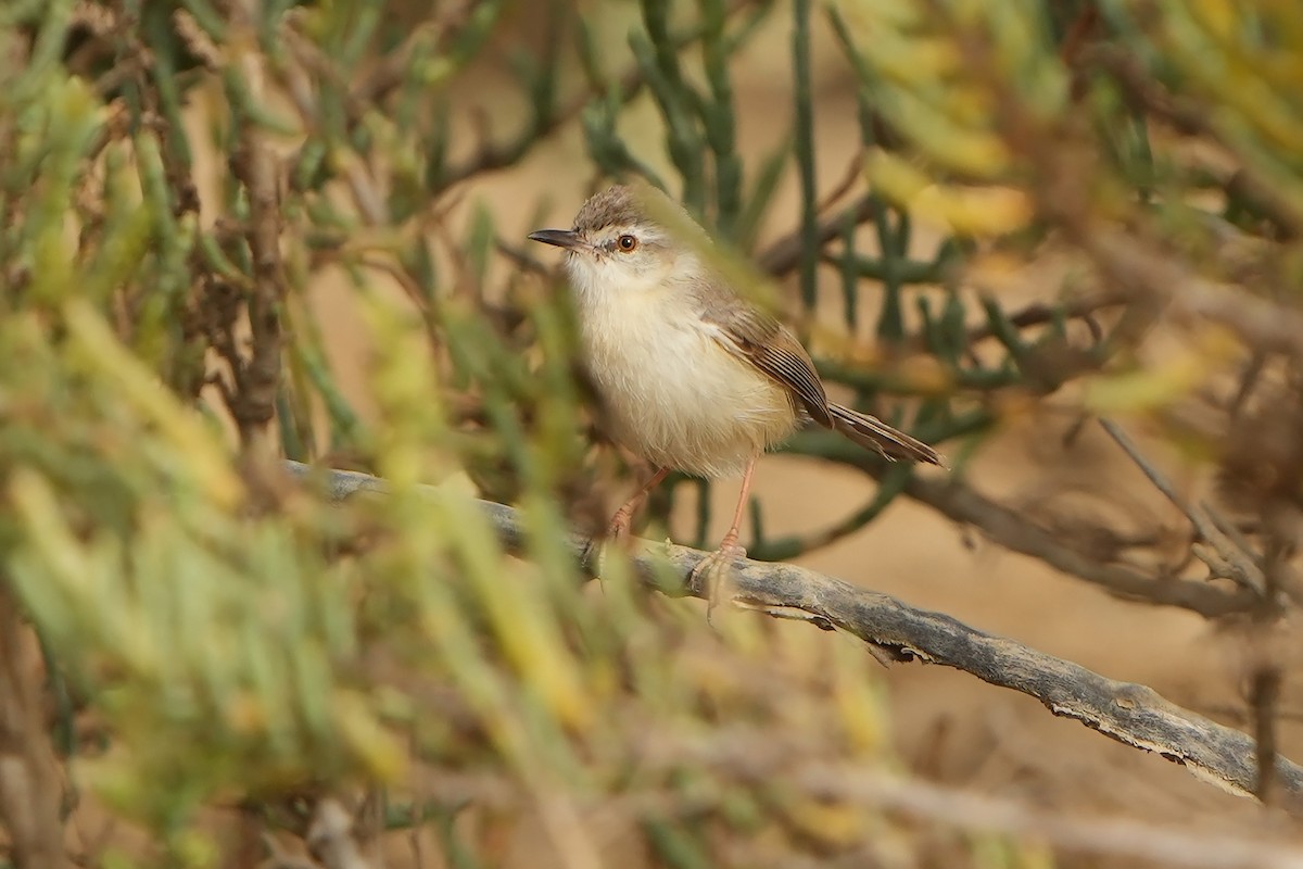 River Prinia - ML598746881