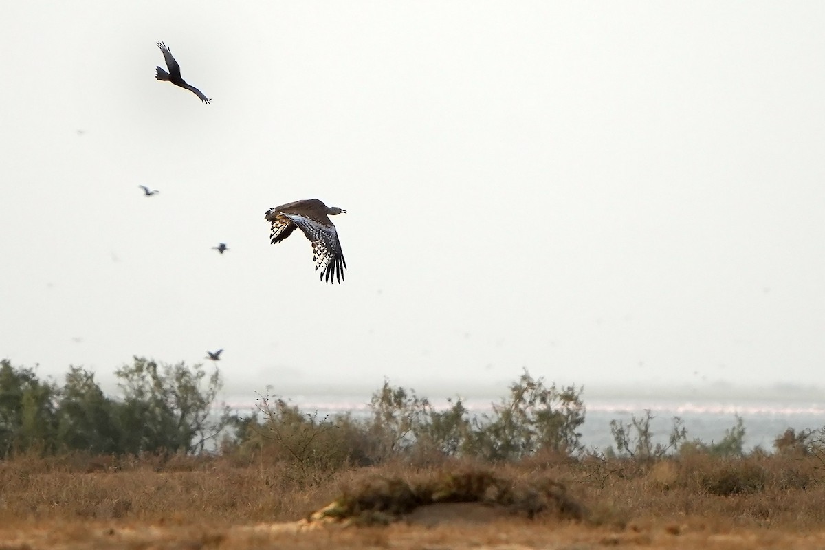 Arabian Bustard - Daniel López-Velasco | Ornis Birding Expeditions