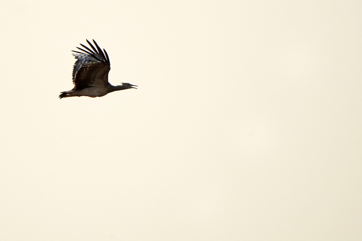 Arabian Bustard - Daniel López-Velasco | Ornis Birding Expeditions