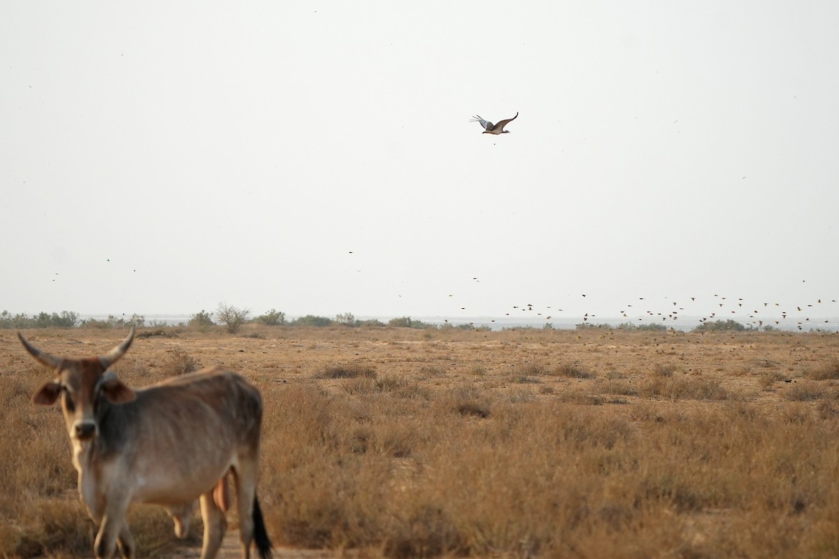 Arabian Bustard - Daniel López-Velasco | Ornis Birding Expeditions