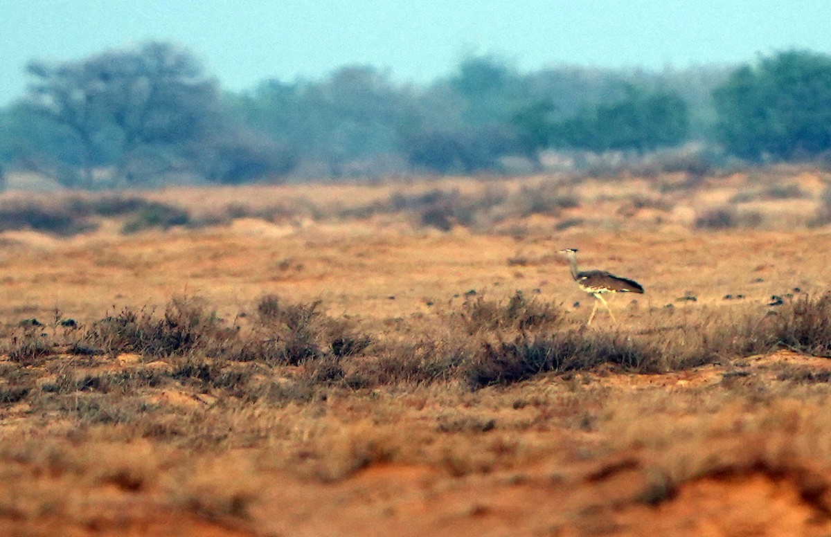 Arabian Bustard - Daniel López-Velasco | Ornis Birding Expeditions