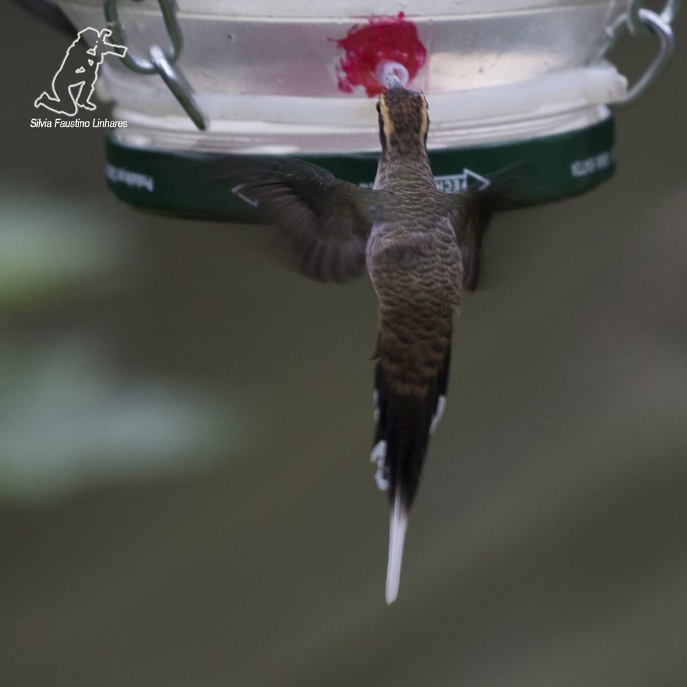 Scale-throated Hermit - Silvia Faustino Linhares