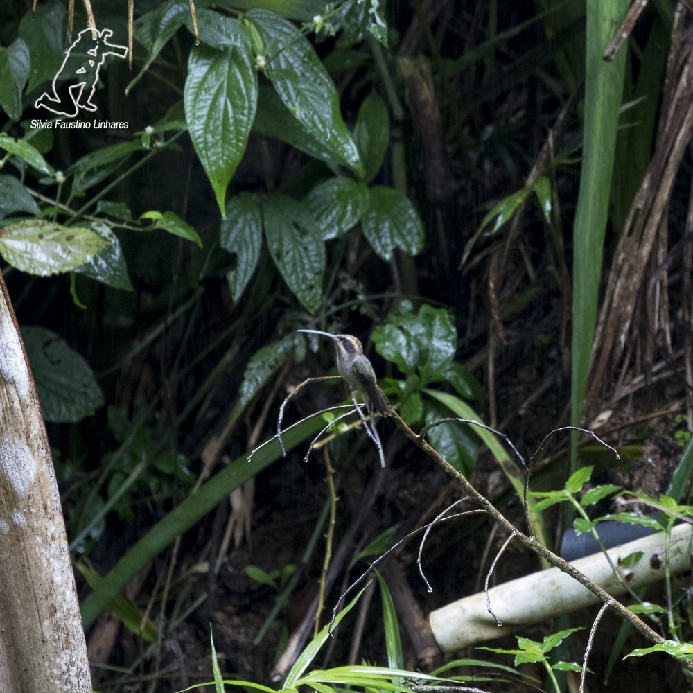 Scale-throated Hermit - ML59874731