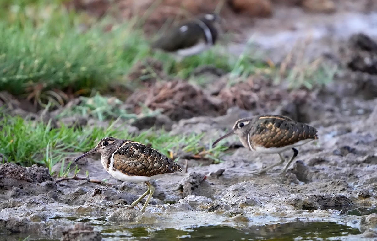 Greater Painted-Snipe - ML598747501