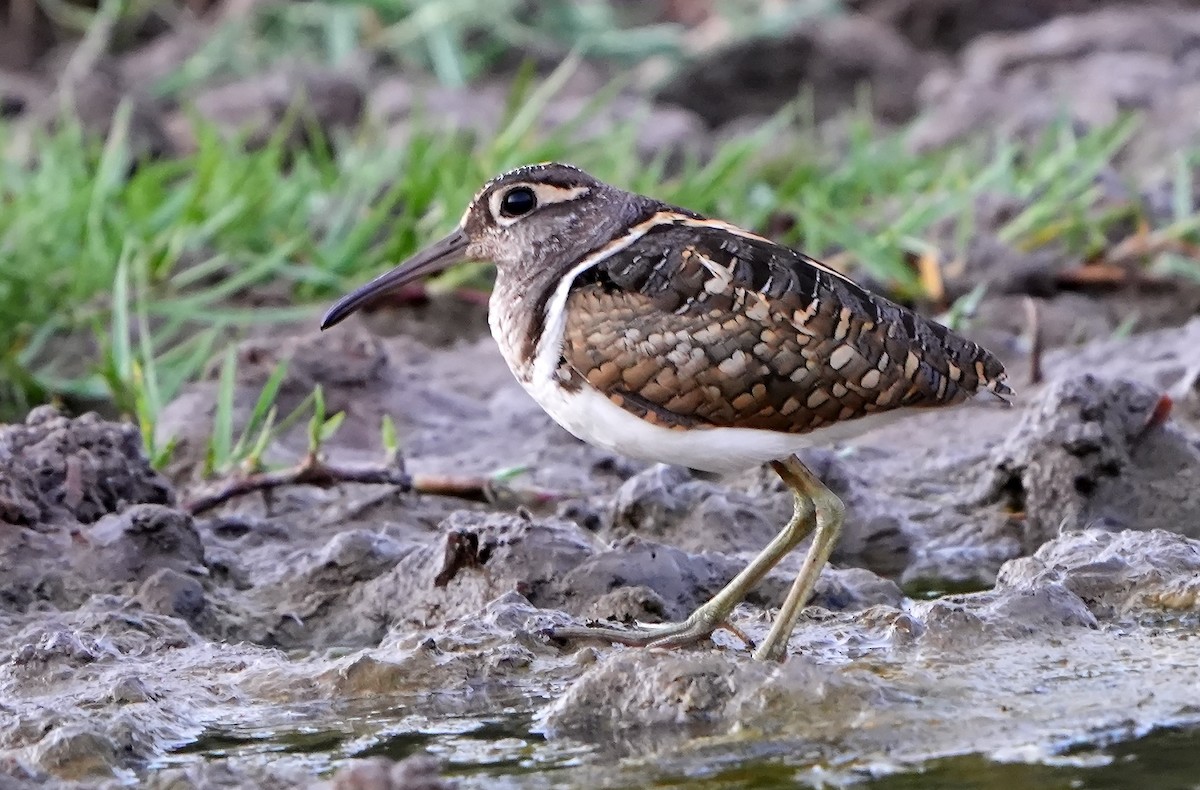 Greater Painted-Snipe - ML598747511