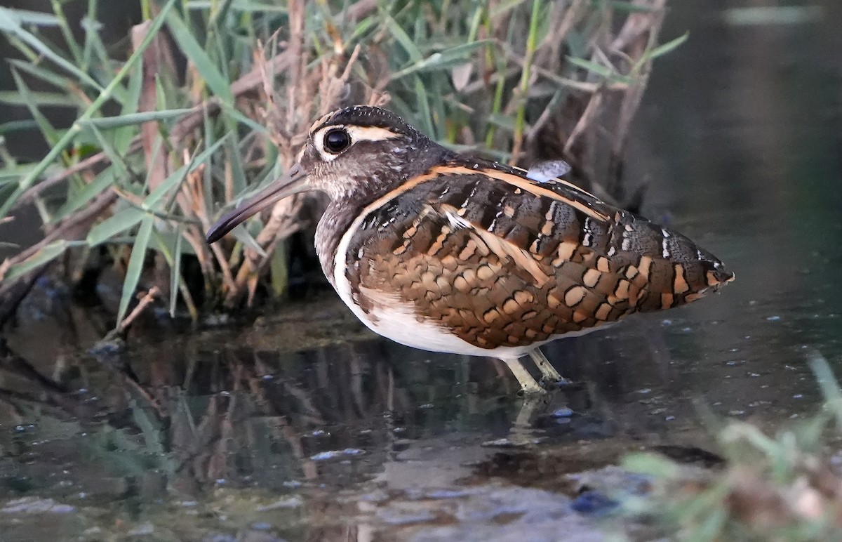 Greater Painted-Snipe - ML598747521