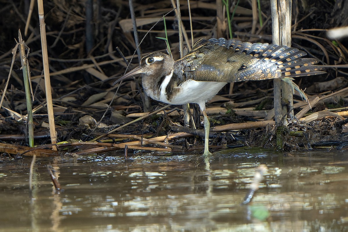Greater Painted-Snipe - ML598747541