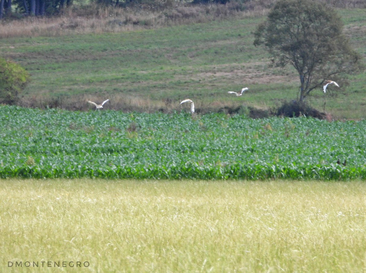 Little Bustard - ML598748301