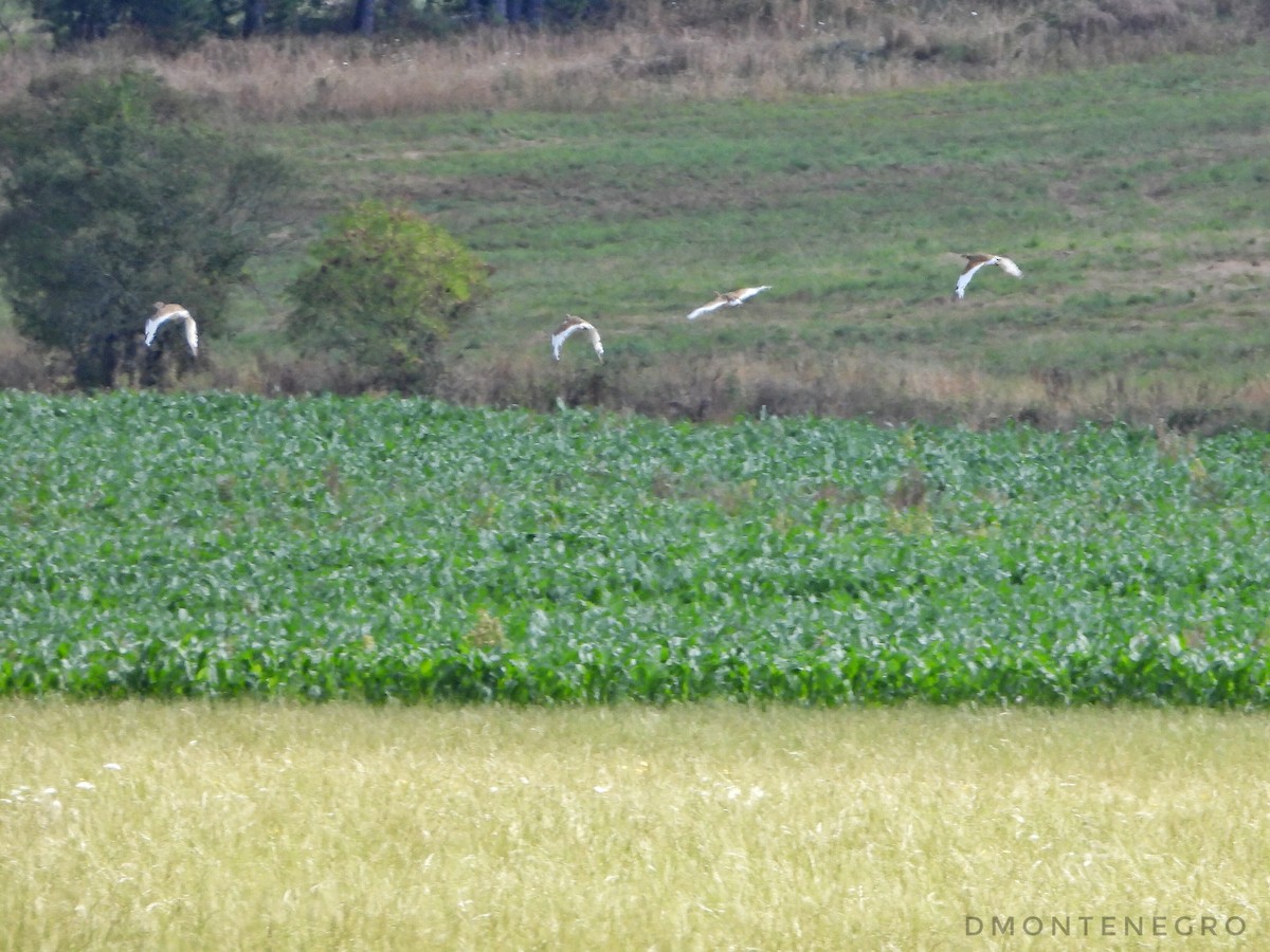 Little Bustard - ML598748311