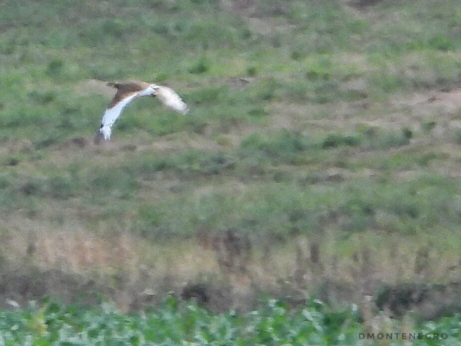 Little Bustard - ML598748351