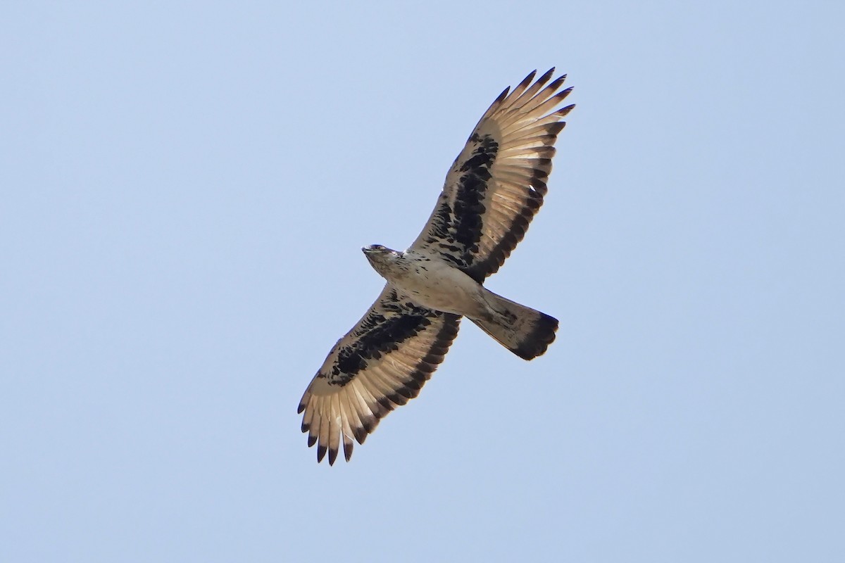 African Hawk-Eagle - ML598748361