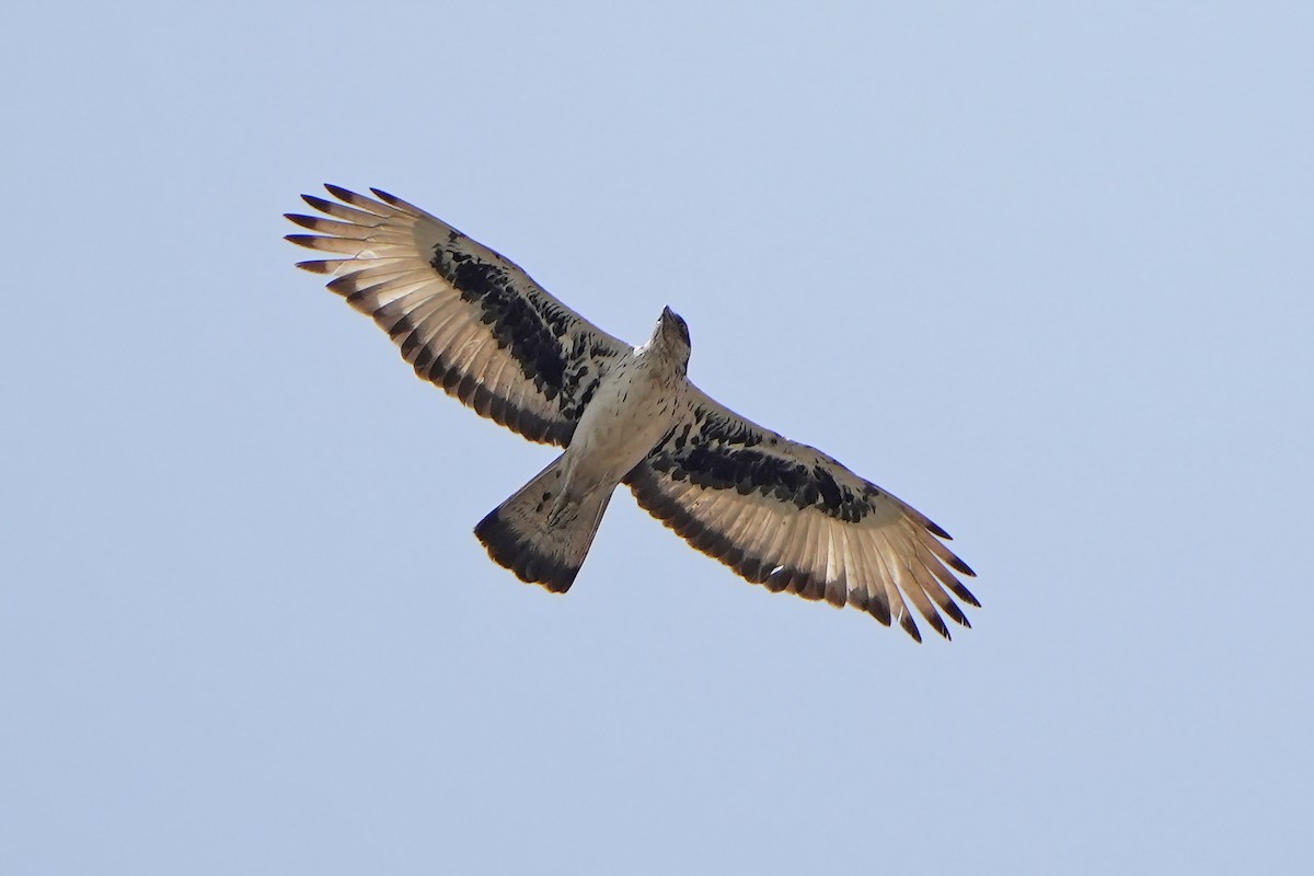African Hawk-Eagle - ML598748371