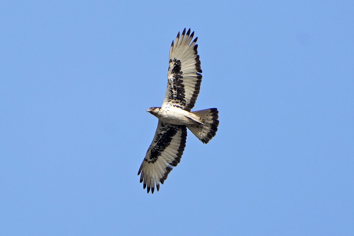 African Hawk-Eagle - ML598748391