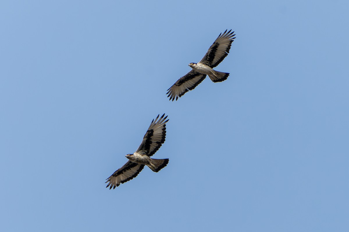 African Hawk-Eagle - ML598748401