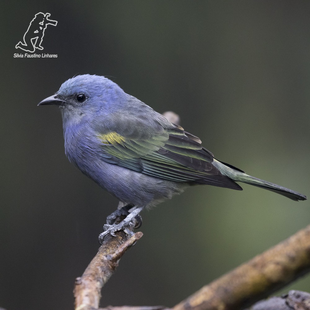 Golden-chevroned Tanager - Silvia Faustino Linhares