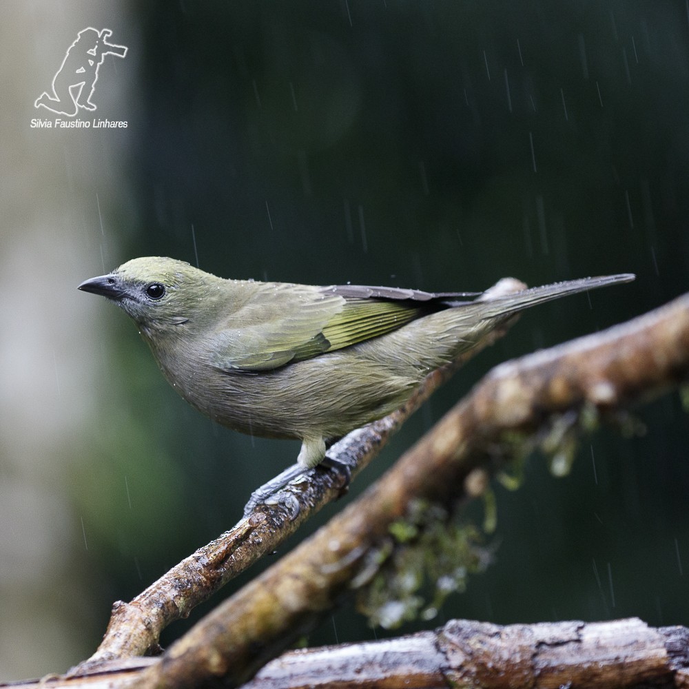 Palm Tanager - Silvia Faustino Linhares