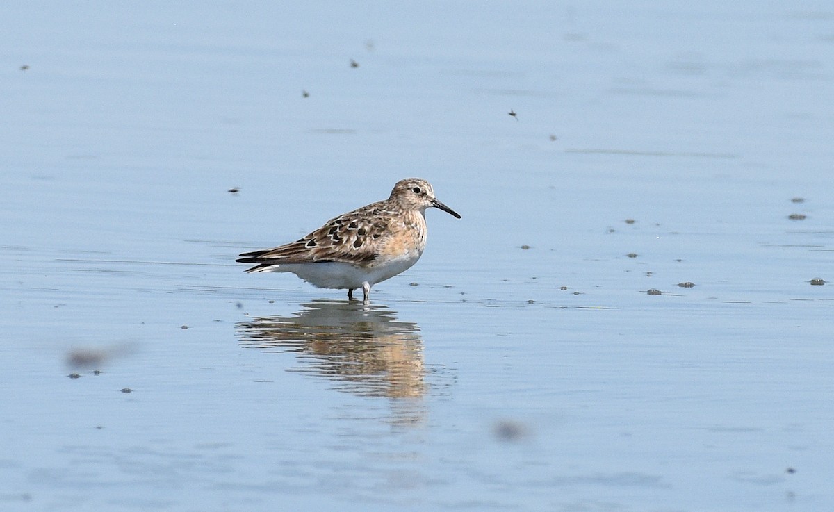 Baird's Sandpiper - ML598748721