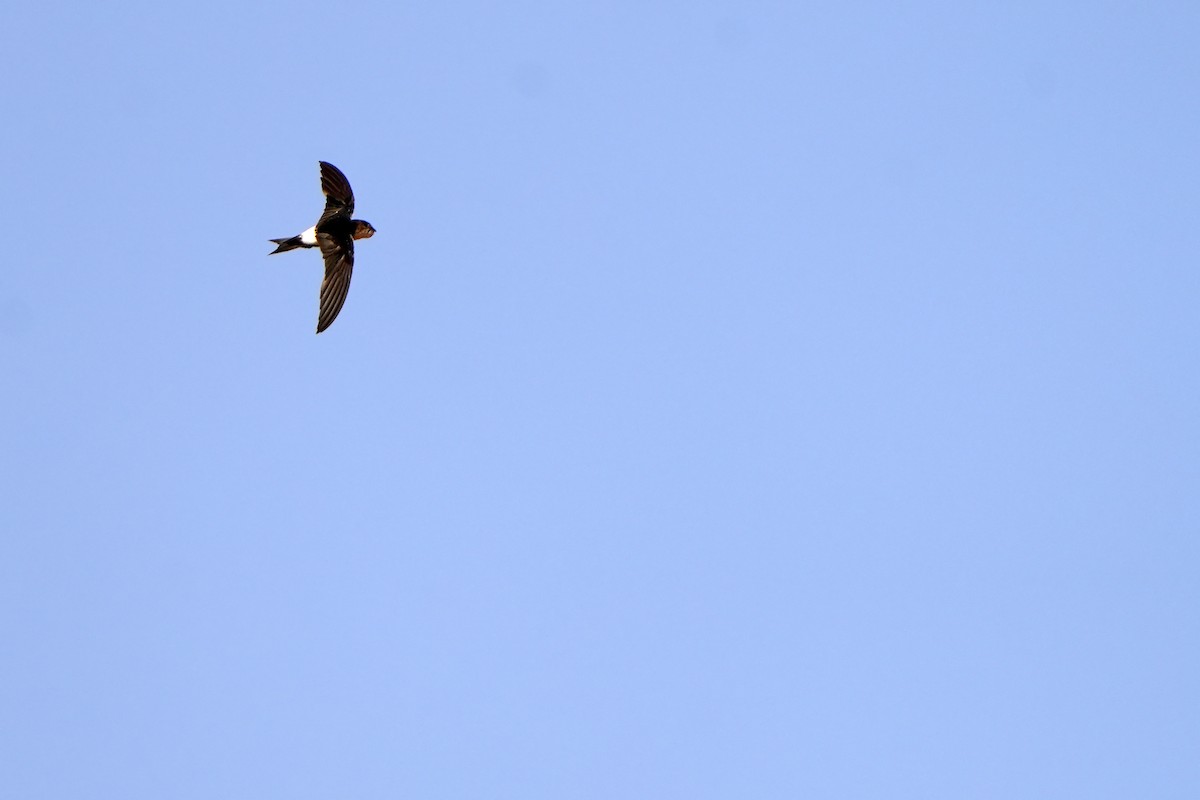 Horus Swift - Daniel López-Velasco | Ornis Birding Expeditions