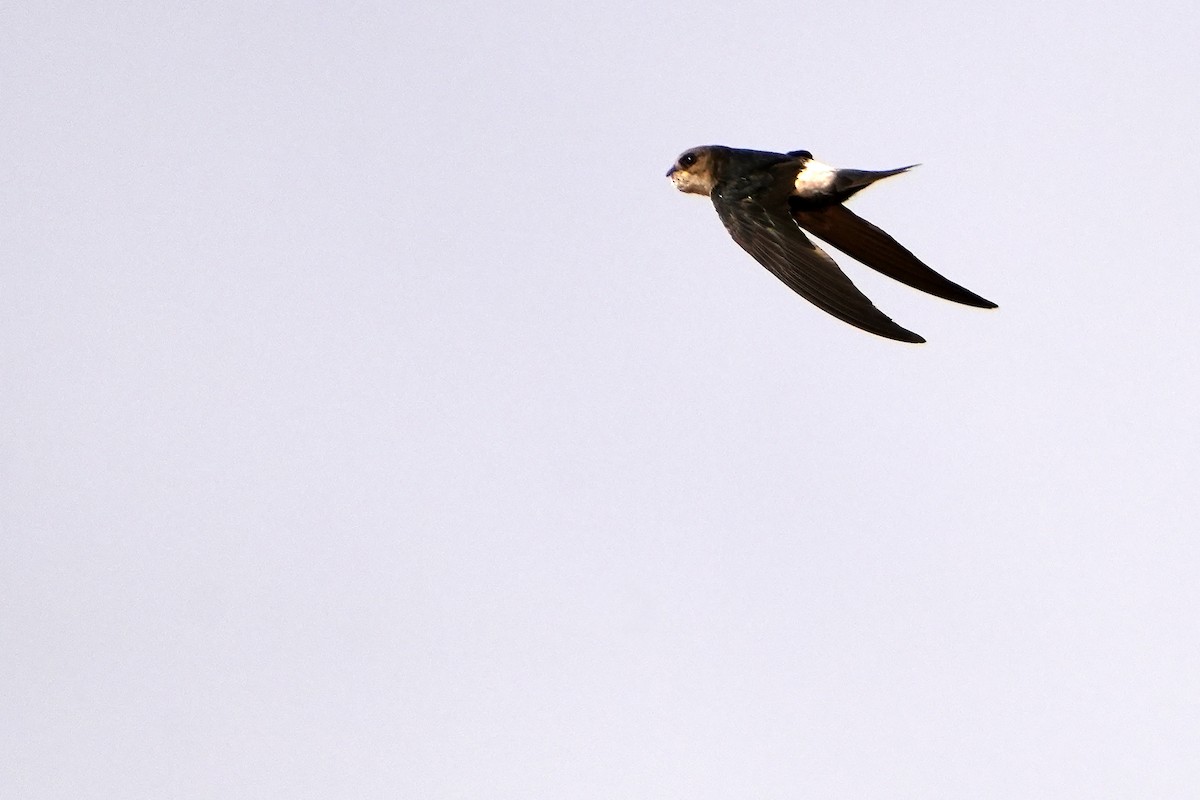 Horus Swift - Daniel López-Velasco | Ornis Birding Expeditions