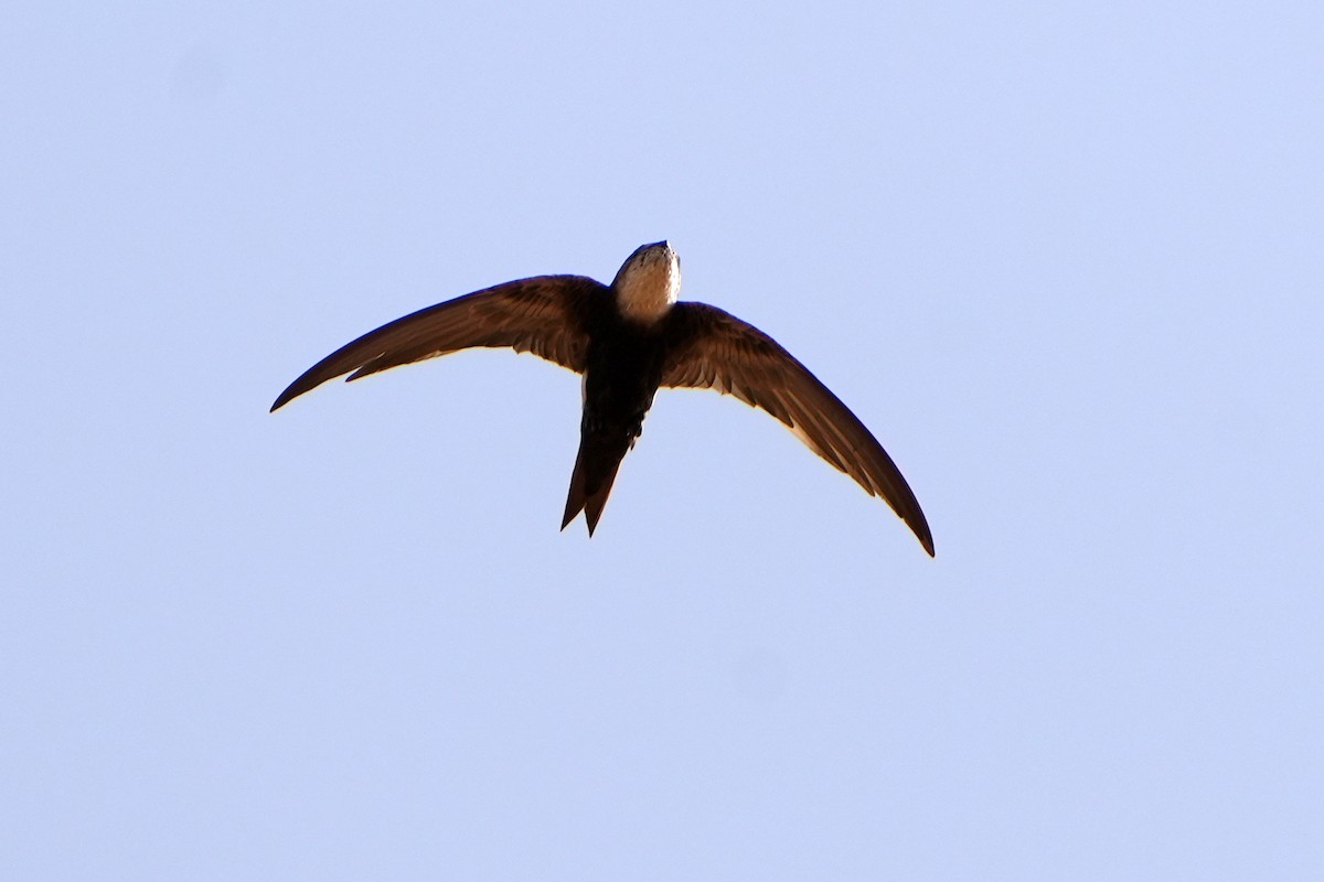 Horus Swift - Daniel López-Velasco | Ornis Birding Expeditions