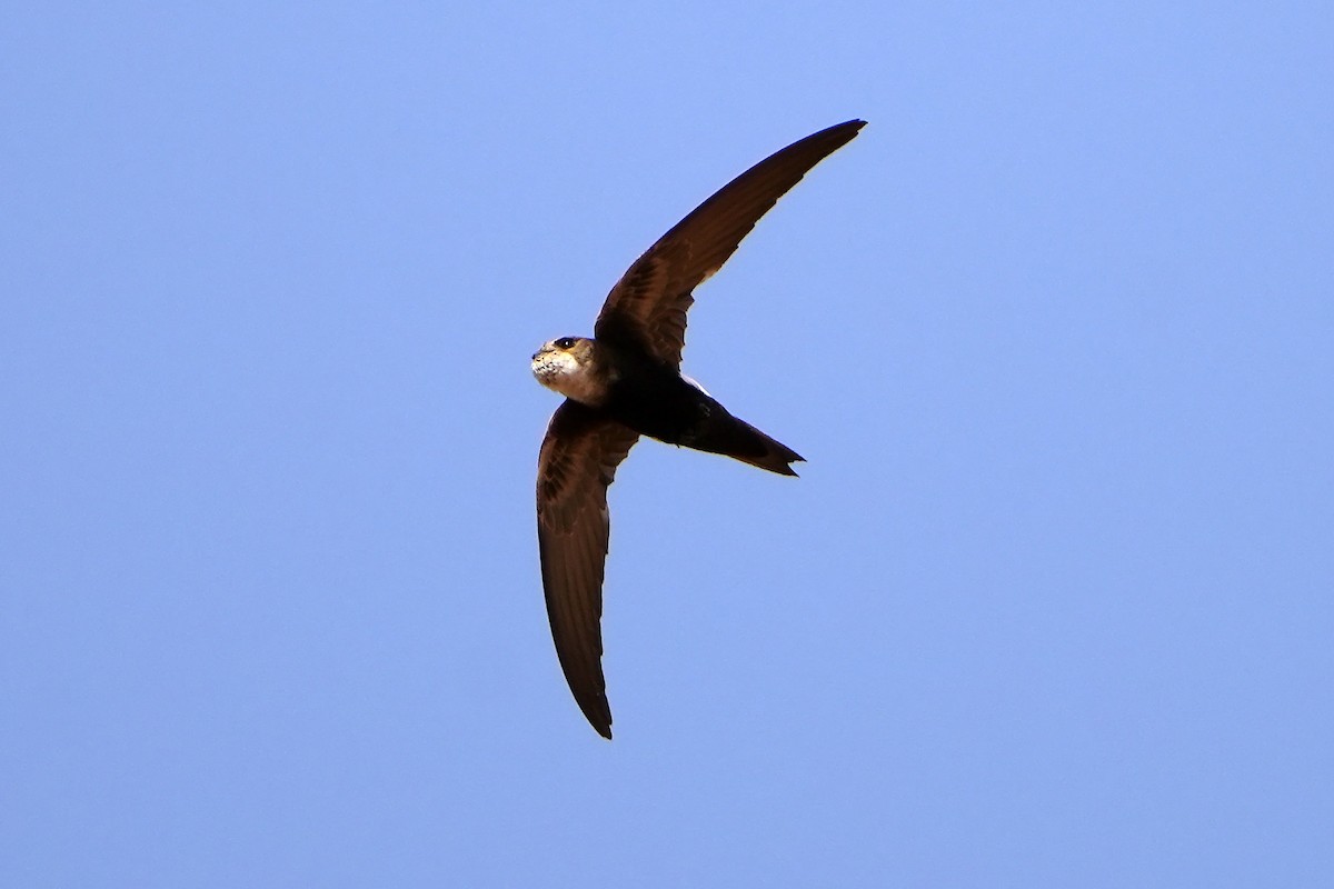 Horus Swift - Daniel López-Velasco | Ornis Birding Expeditions