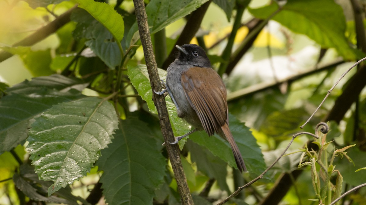 Rwenzori Hill Babbler - Eric van Poppel