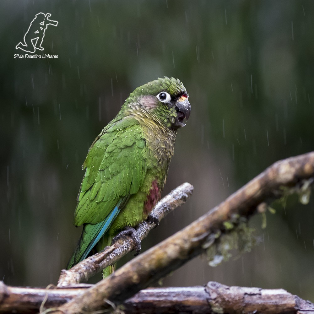 Maroon-bellied Parakeet (Maroon-tailed) - Silvia Faustino Linhares