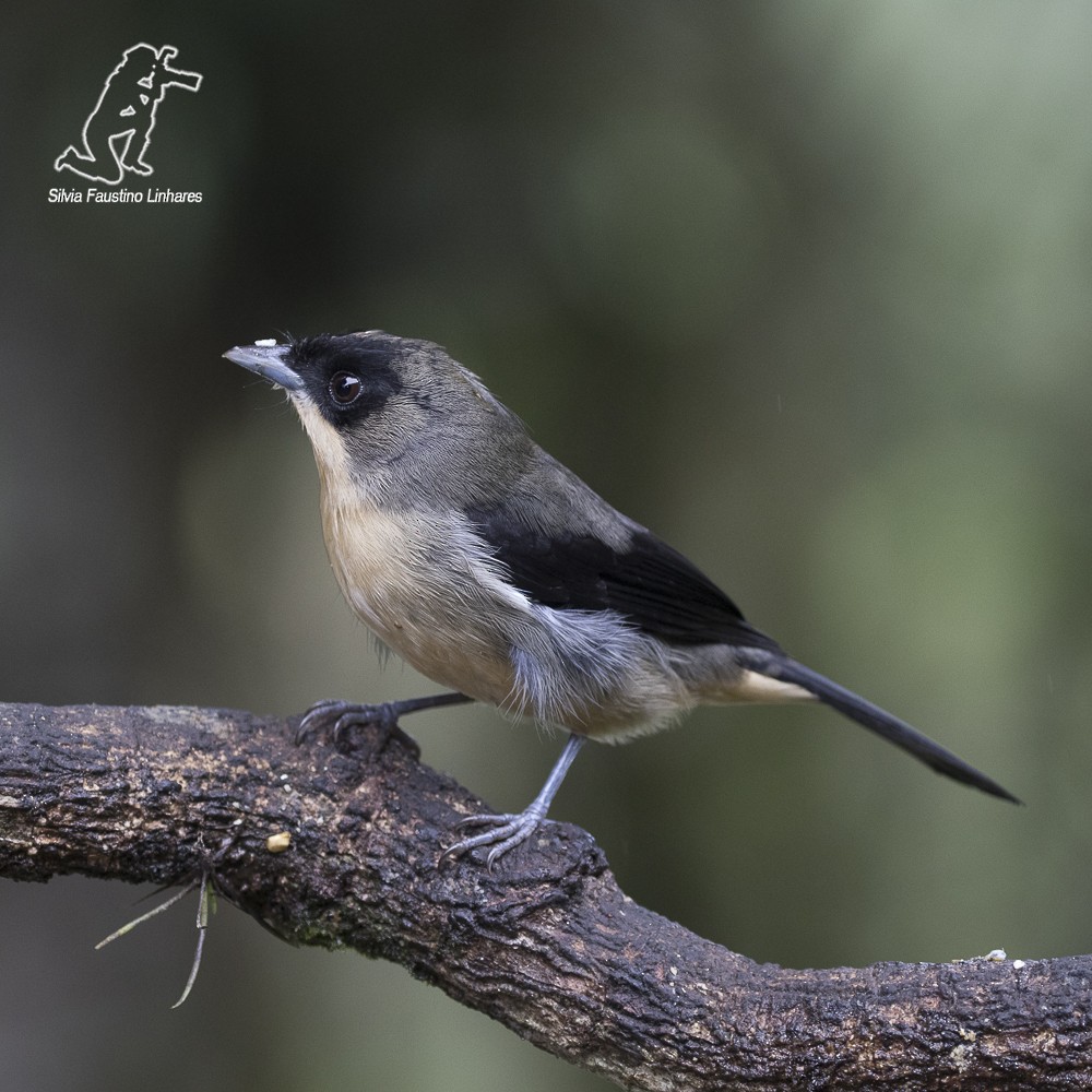 Black-goggled Tanager - Silvia Faustino Linhares