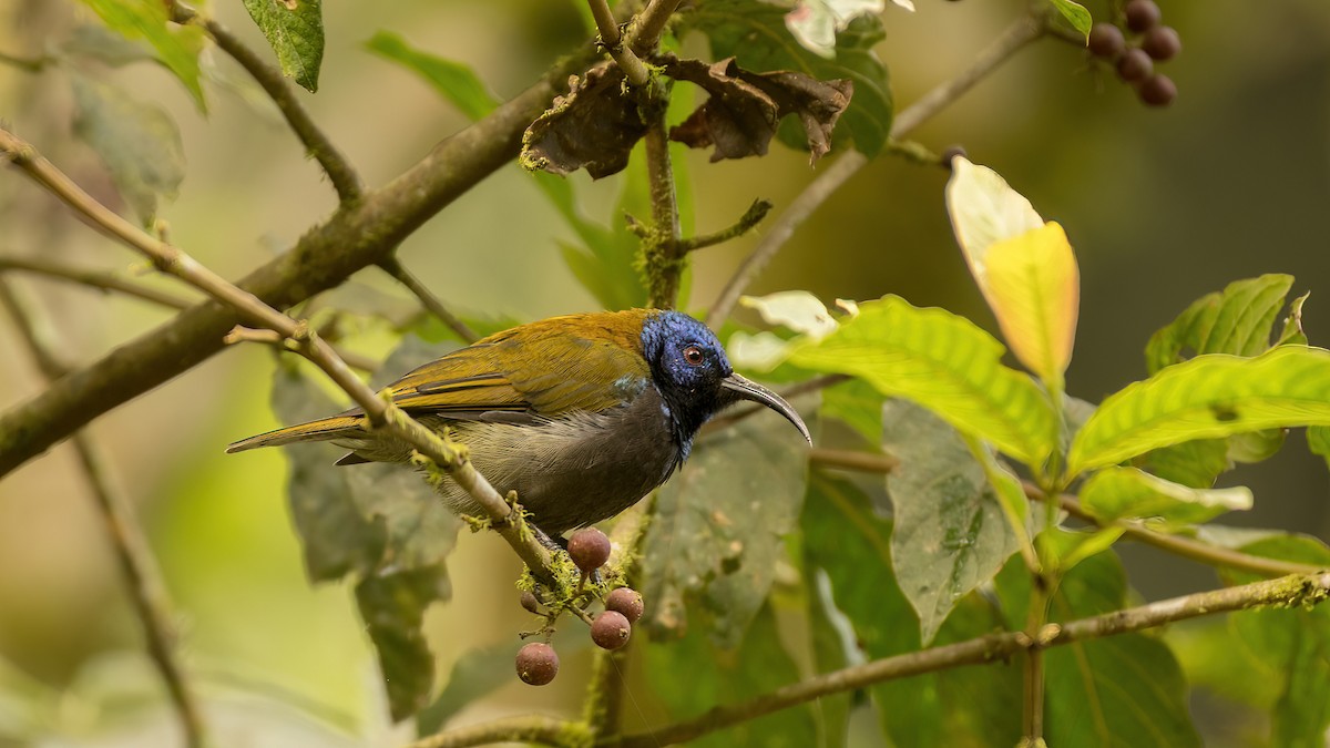 Blue-headed Sunbird - ML598750261