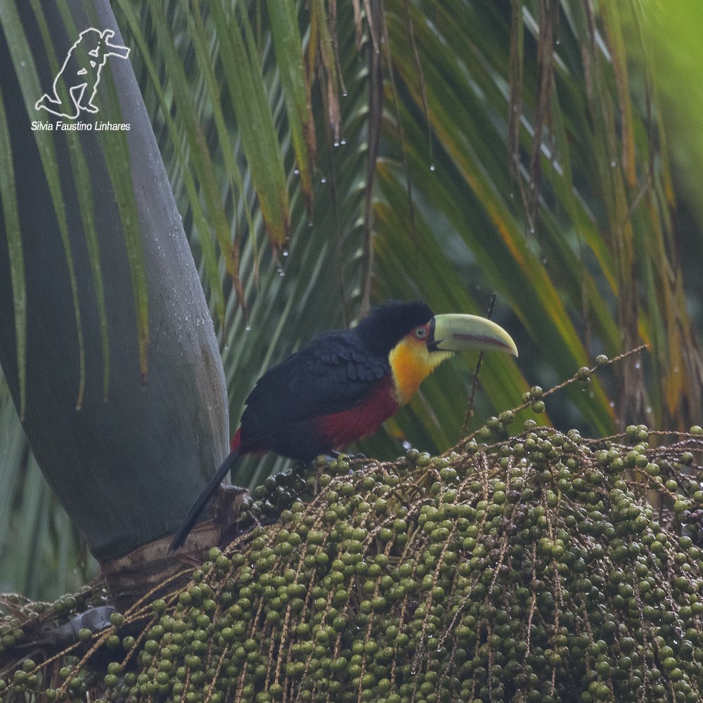 Red-breasted Toucan - Silvia Faustino Linhares