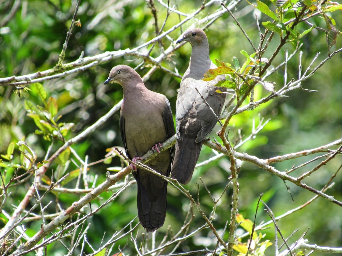 Pigeon plombé - ML598750801