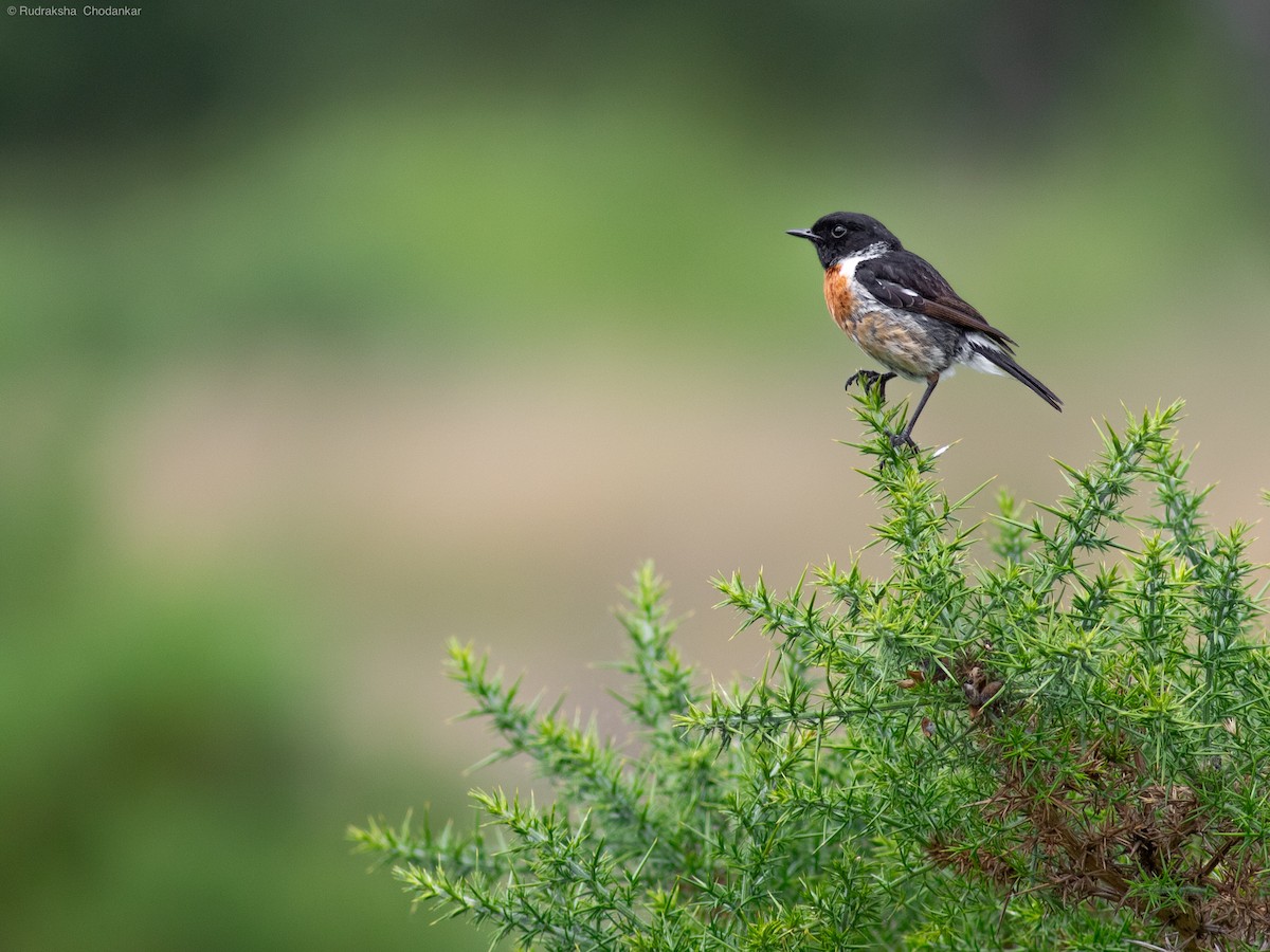 European Stonechat - ML598750821