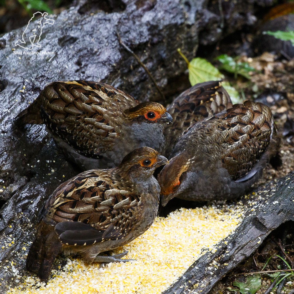 Spot-winged Wood-Quail - Silvia Faustino Linhares