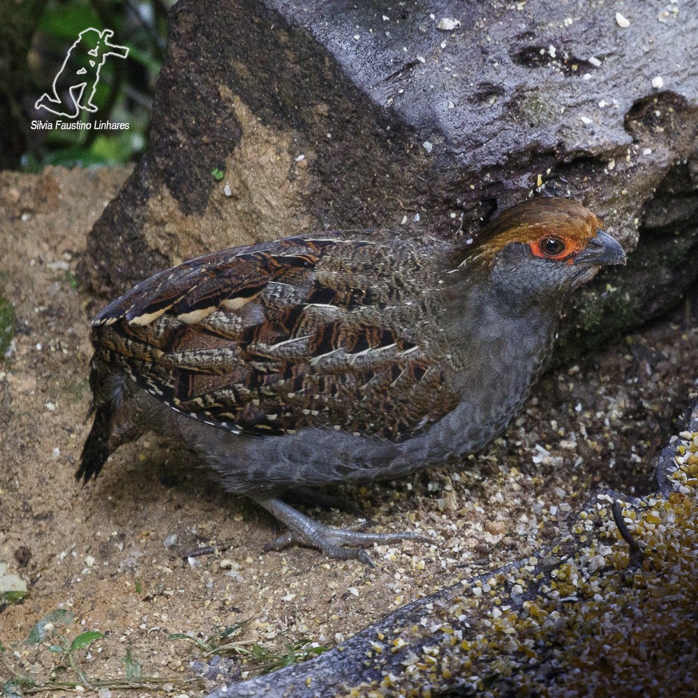 Spot-winged Wood-Quail - Silvia Faustino Linhares