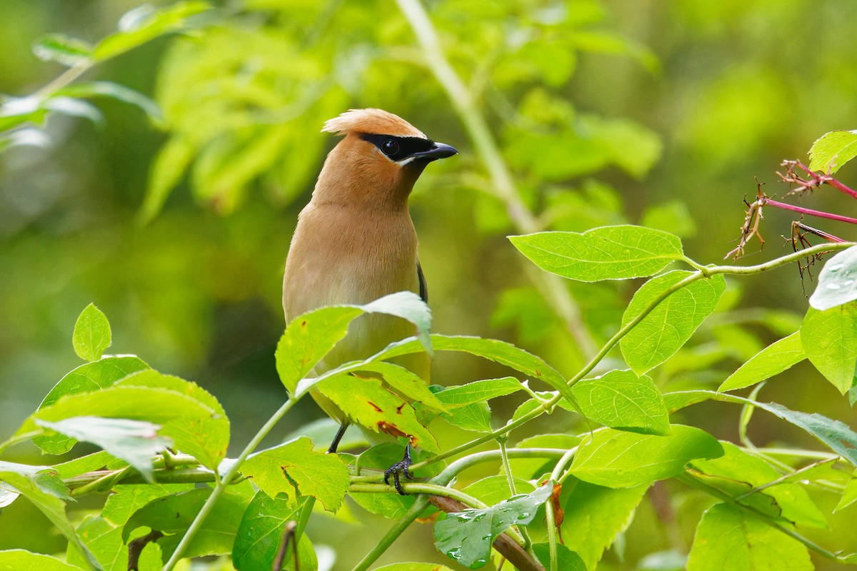 Cedar Waxwing - Ruogu Li