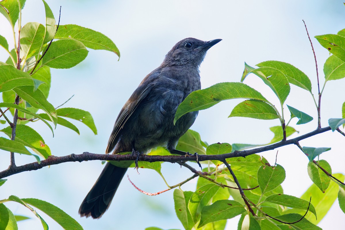 Gray Catbird - ML598751491