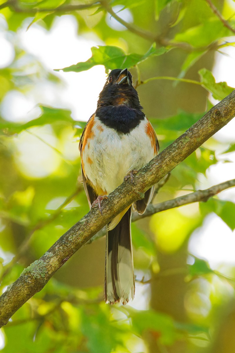 Eastern Towhee - ML598751811